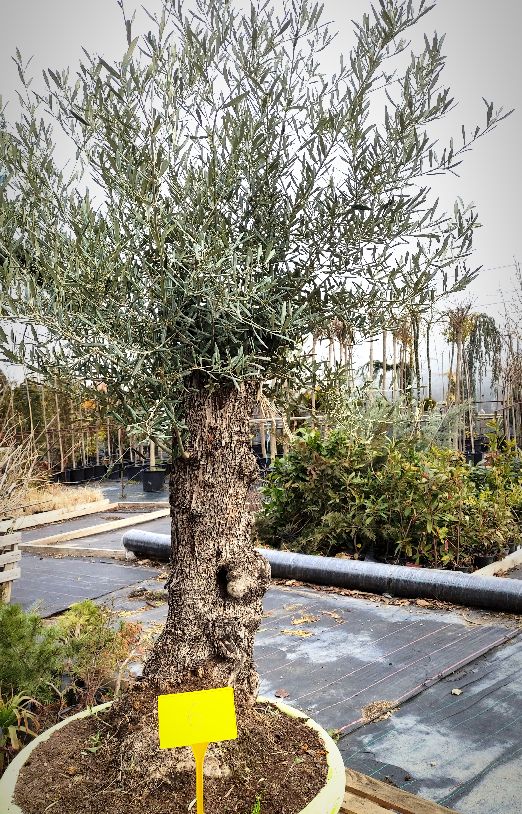 Olea Europea Tarrina Bonsai